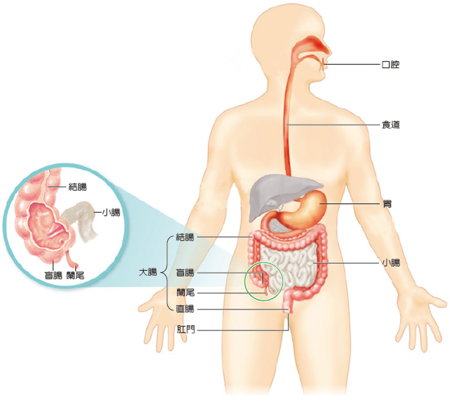 膠囊內視鏡 Capsule Enteroscopy Capsule Endoscopy 小腸內膜檢測 李宜霖胃腸肝膽科