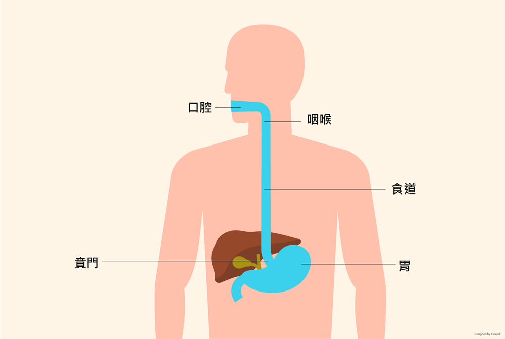 食不下嚥 吞嚥困難 吞嚥障礙 Dysphagia 李宜霖胃腸肝膽科
