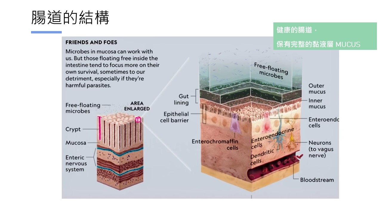 腸道健康的秘密之糞便移植 | 李宜霖胃腸肝膽科