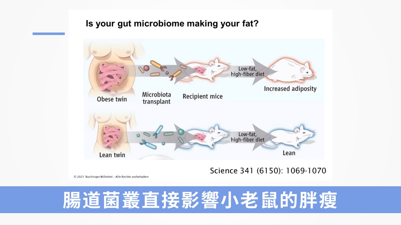 腸道菌叢直接影響小老鼠的胖瘦
