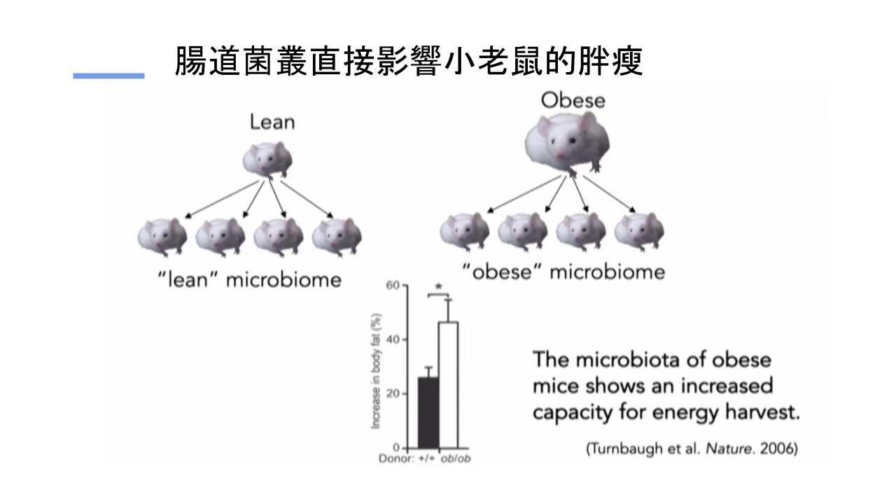 腸道菌叢直接影響小老鼠的胖瘦